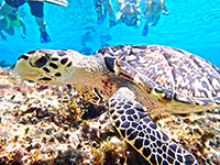 Our Cozumel Jeep Excursion Takes You Snorkeling to the best Reefs in Cozumel Mexico